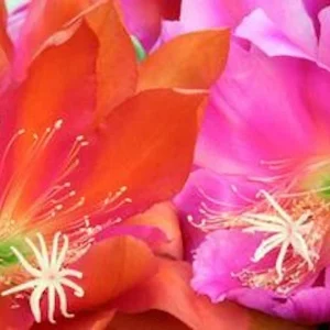 Epiphyllum Orchid Cactus Fresh Cutting Plant – 6-10 Inch – Cacti & Succulents - Image 12