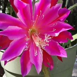 Epiphyllum Orchid Cactus Fresh Cutting Plant – 6-10 Inch – Cacti & Succulents - Image 13
