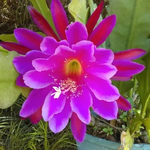 Epiphyllum Orchid Cactus Fresh Cutting Plant – 6-10 Inch – Cacti & Succulents - Image 2