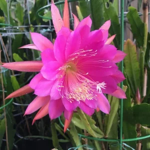 Epiphyllum Orchid Cactus Fresh Cutting Plant – 6-10 Inch – Cacti & Succulents - Image 20