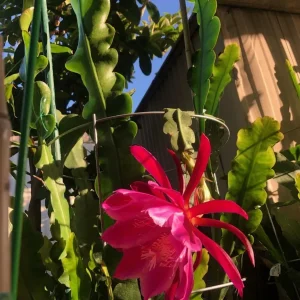 Epiphyllum Orchid Cactus Fresh Cutting Plant – 6-10 Inch – Cacti & Succulents - Image 21