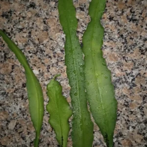 Epiphyllum Orchid Cactus Fresh Cutting Plant – 6-10 Inch – Cacti & Succulents - Image 7