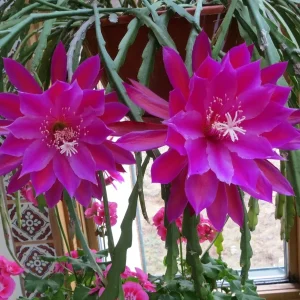 Epiphyllum Orchid Cactus Fresh Cutting Plant – 6-10 Inch – Cacti & Succulents - Image 8
