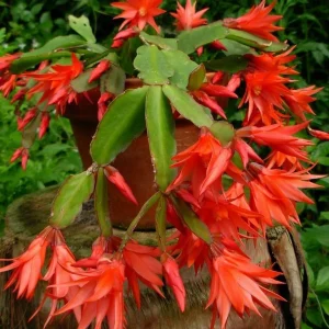 Epiphyllum Orchid Cactus Fresh Cutting Plant – 6-10 Inch – Cacti & Succulents - Image 9