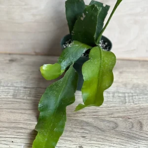 Epiphyllum oxypetalum Night Blooming Cactus Live Plant, Queen of the Night, 4 inch Pot - Image 2