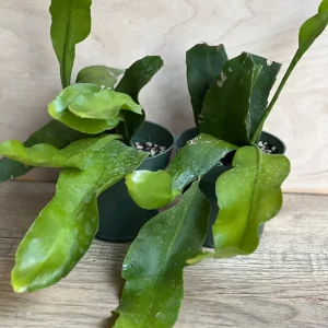 Epiphyllum oxypetalum Night Blooming Cactus Live Plant, Queen of the Night, 4 inch Pot - Image 7