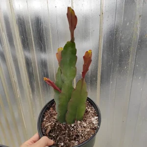 Epiphyllum Sp Succulent Live Plant - Easy Care Drought Tolerant Houseplant - Image 3