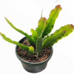 Epiphyllum Sp Succulent Live Plant - Easy Care Drought Tolerant Houseplant - Image 1