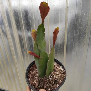 Epiphyllum Sp Succulent Live Plant - Easy Care Drought Tolerant Houseplant - Image 4