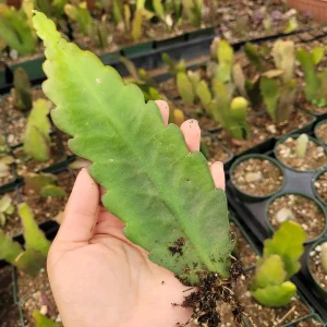 Epiphyllum Sp Succulent Live Plant - Easy Care Drought Tolerant Houseplant - Image 5