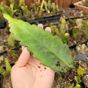 Epiphyllum Sp Succulent Live Plant - Easy Care Drought Tolerant Houseplant - Image 6