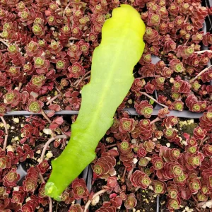 Epiphyllum Sp Succulent Live Plant - Easy Care Drought Tolerant Houseplant - Image 7