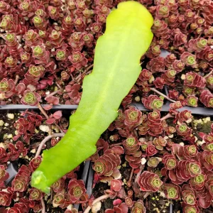 Epiphyllum Sp Succulent Live Plant - Easy Care Drought Tolerant Houseplant - Image 8