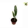 Epipremnum Amplissimum Silver Streak Live Plant – 2 inch Pot – Indoor Climber - Image 1