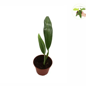 Epipremnum Amplissimum Silver Streak Live Plant – 2 inch Pot – Indoor Climber - Image 1