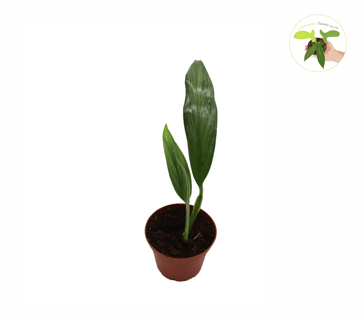 Epipremnum Amplissimum Silver Streak Live Plant – 2 inch Pot – Indoor Climber - Image 1