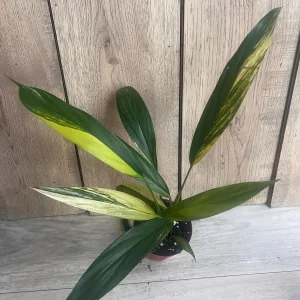 Epipremnum Amplissimum Variegated Live Plant – 4 inch Pot – Rare Indoor Plant - Image 4