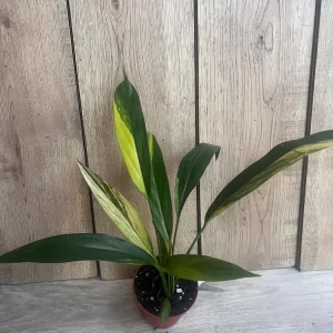 Epipremnum Amplissimum Variegated Live Plant – 4 inch Pot – Rare Indoor Plant - Image 6