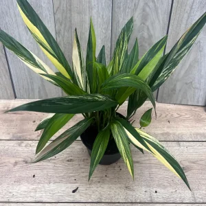 Epipremnum Amplissimum Variegated Live Plant – 6 Inch Pot – Rare Indoor Aroid - Image 3