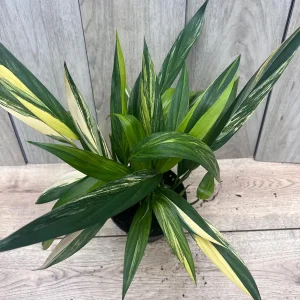 Epipremnum Amplissimum Variegated Live Plant – 6 Inch Pot – Rare Indoor Aroid - Image 1