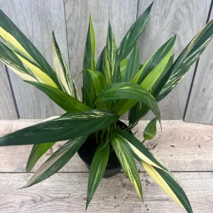 Epipremnum Amplissimum Variegated Live Plant – 6 Inch Pot – Rare Indoor Aroid - Image 9