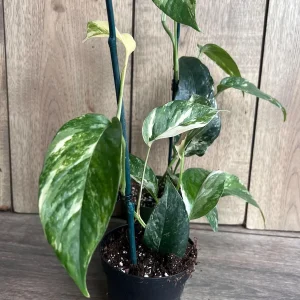 Epipremnum Pinnatum Albo Variegated Live Plant – 4 inch Pot – Indoor Climbing Plant - Image 3