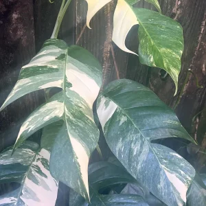 Epipremnum Pinnatum Albo Variegated Live Plant – 4 inch Pot – Indoor Climbing Plant - Image 1