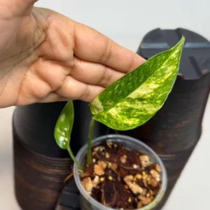 Epipremnum Pinnatum Golden Flame Live Plant - Rare Variegated Indoor Collector Plant - Image 2