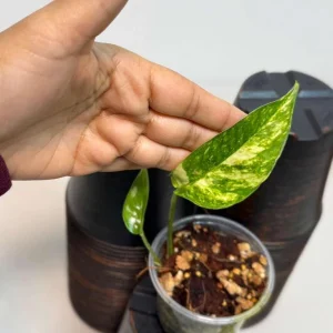 Epipremnum Pinnatum Golden Flame Live Plant - Rare Variegated Indoor Collector Plant - Image 3