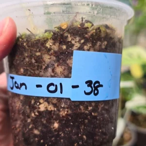 Epipremnum Pinnatum Golden Flame Live Plant - Rare Variegated Aroid - Image 3