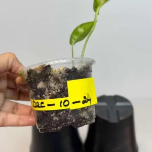 Epipremnum Pinnatum Golden Flame Live Plant - Rare Variegated Indoor Collector Plant - Image 4