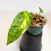 Epipremnum Pinnatum Golden Flame Variegated Live Plant - Indoor Collector Plant - Image 1