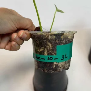 Epipremnum Pinnatum Golden Flame Variegated Live Plant - Indoor Collector Plant - Image 4