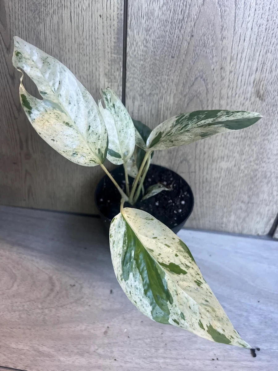 Epipremnum Pinnatum Marble Variegated Live Plant – 4 inch Pot – Indoor Pothos - Image 3