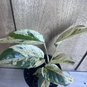Epipremnum Pinnatum Marble Variegated Live Plant – 4 inch Pot – Indoor Pothos - Image 4
