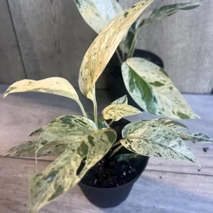 Epipremnum Pinnatum Marble Variegated Live Plant – 4 inch Pot – Indoor Pothos - Image 7