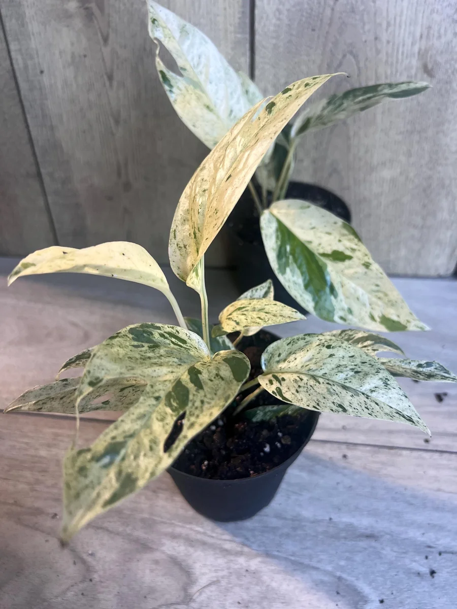 Epipremnum Pinnatum Marble Variegated Live Plant – 4 inch Pot – Indoor Pothos - Image 7