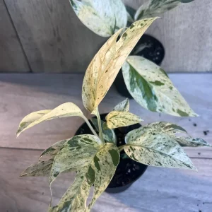Epipremnum Pinnatum Marble Variegated Live Plant – 4 inch Pot – Indoor Pothos - Image 8