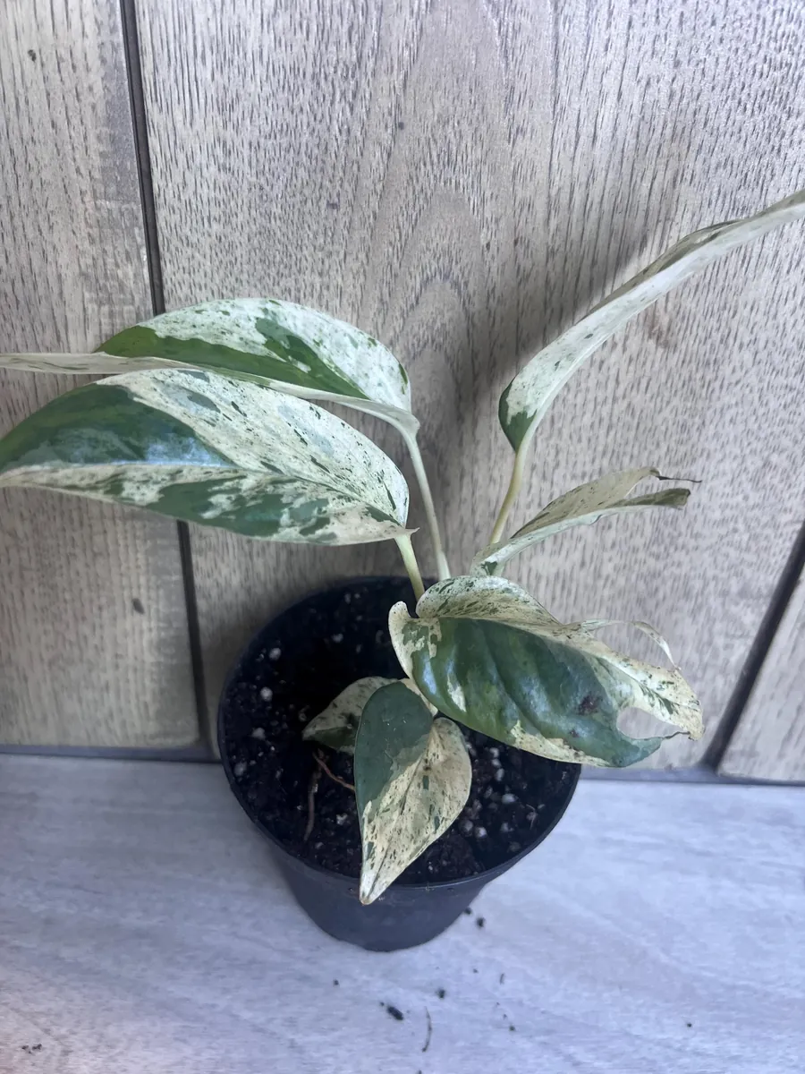 Epipremnum Pinnatum Marble Variegated Live Plant – 4 inch Pot – Indoor Pothos - Image 9