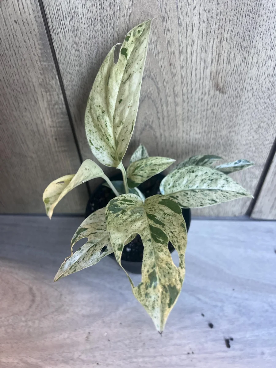 Epipremnum Pinnatum Marble Variegated Live Plant – 4 inch Pot – Indoor Pothos - Image 1