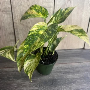 Epipremnum Pinnatum Yellow Flame Live Plant – 4