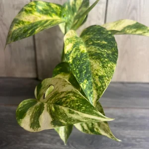 Epipremnum Pinnatum Yellow Flame Live Plant – 4