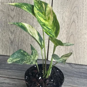 Epipremnum Pinnatum Yellow Flame Live Plant – 4