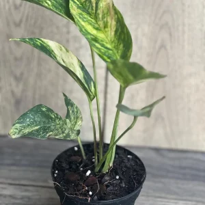 Epipremnum Pinnatum Yellow Flame Live Plant – 4