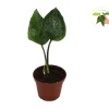 Epipremnum Shangri La Live Plant – 2 inch Pot – Indoor Pothos Variety - Image 1