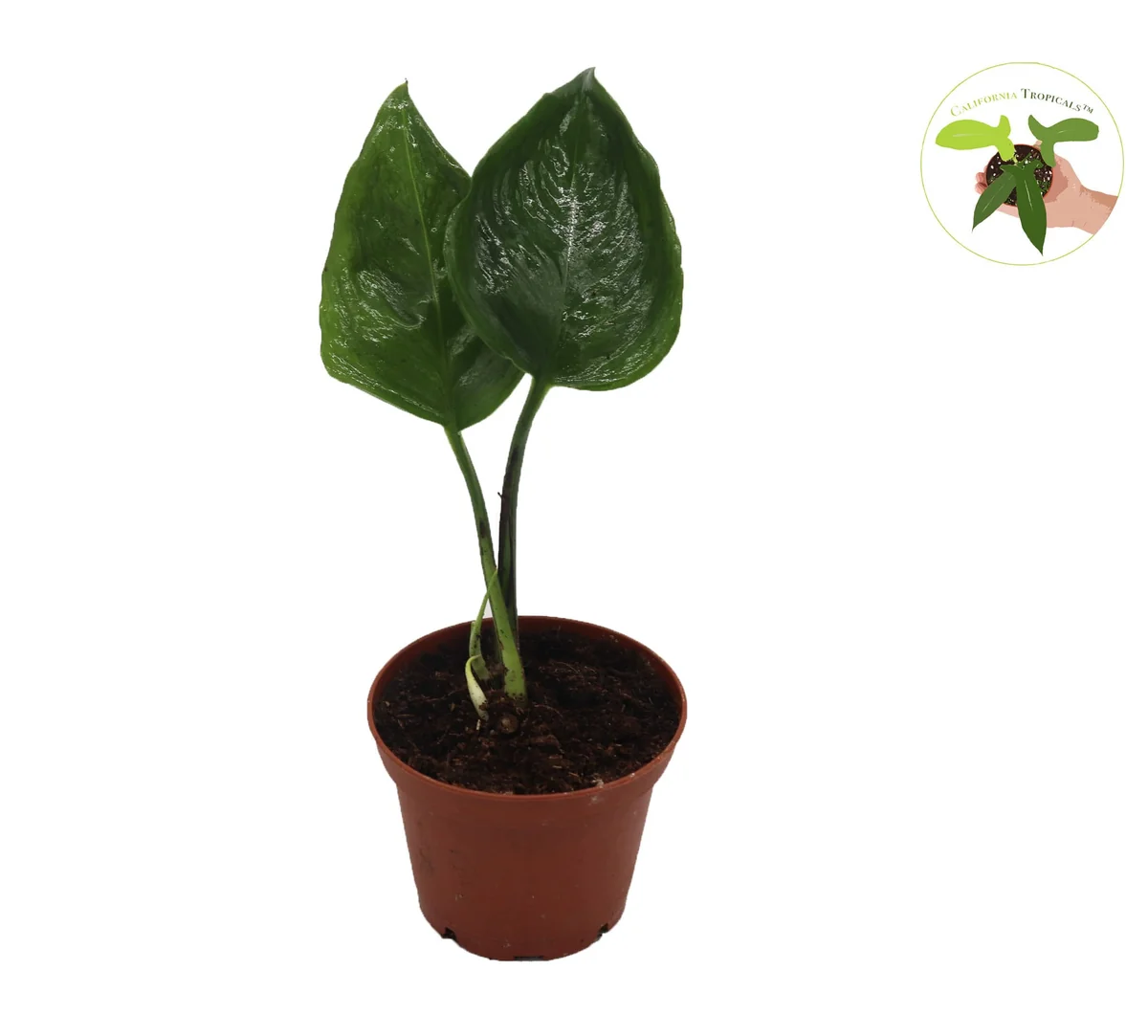 Epipremnum Shangri La Live Plant – 2 inch Pot – Indoor Pothos Variety - Image 1