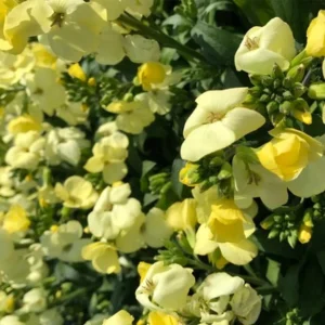 Erysimum Wallflower Live Plant – Fragrant Perennial Plant – 4 inch Pot – Outdoor - Image 3