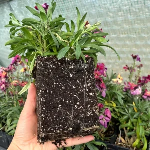 Erysimum Wallflower Live Plant – Fragrant Perennial Plant – 4 inch Pot – Outdoor - Image 4