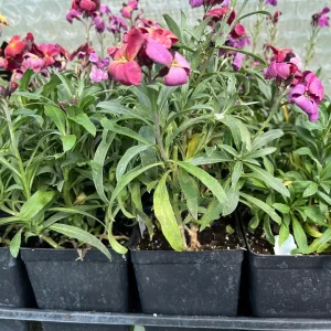 Erysimum Wallflower Live Plant – Fragrant Perennial Plant – 4 inch Pot – Outdoor - Image 5