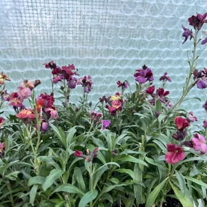 Erysimum Wallflower Live Plant – Fragrant Perennial Plant – 4 inch Pot – Outdoor - Image 6